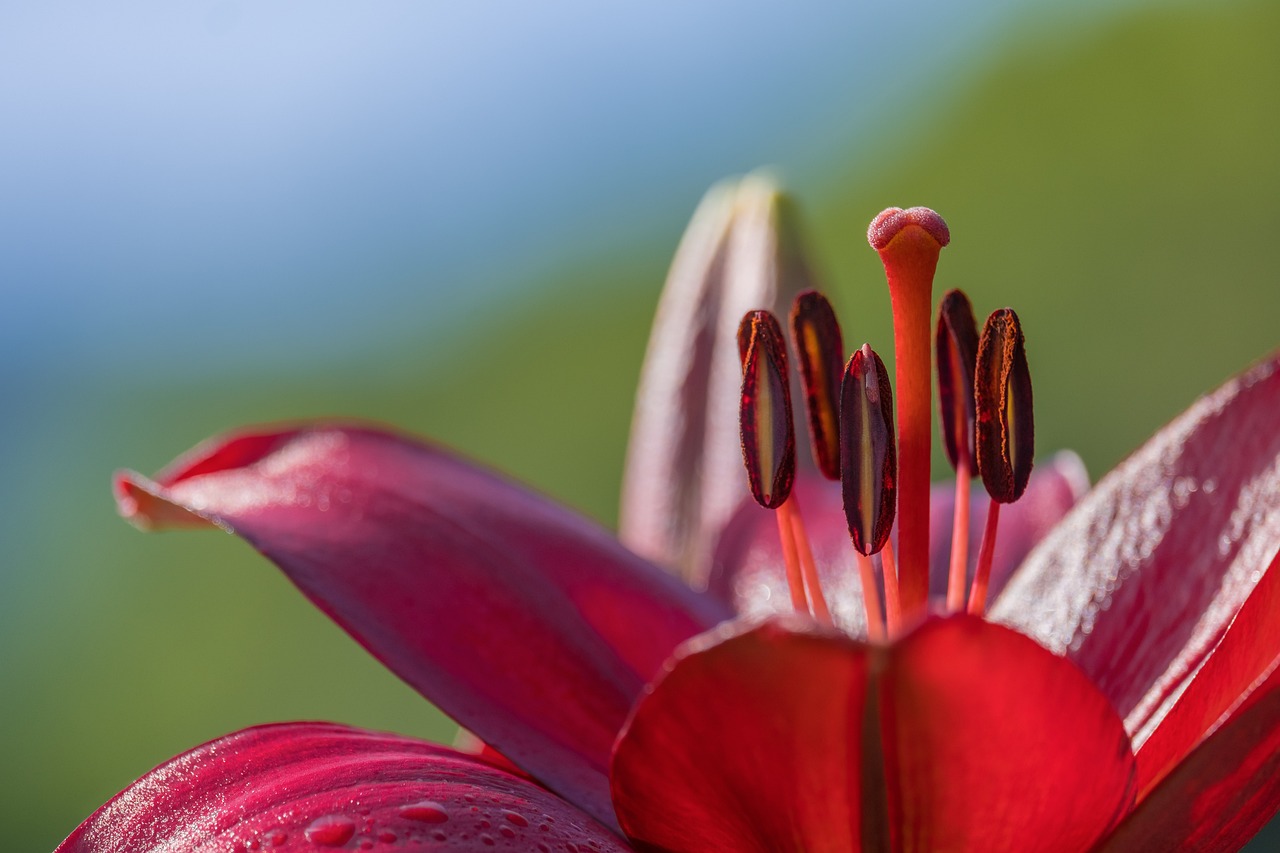 lilly flower blog