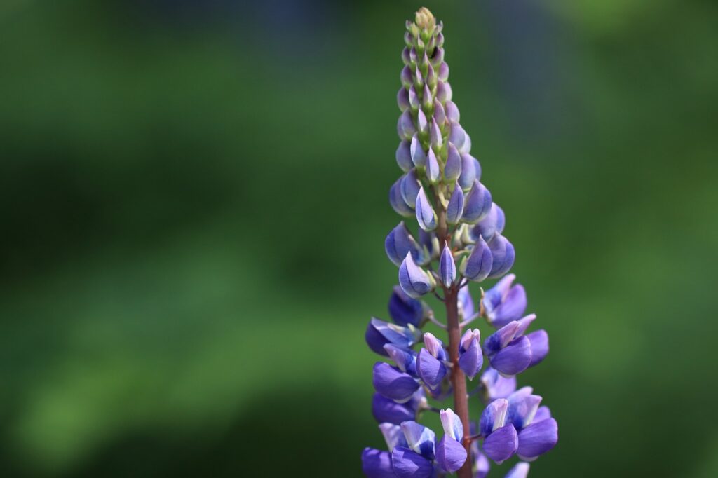 Native Wildflowers: Enhancing Biodiversity And Attracting Pollinators