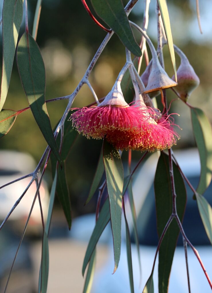 Native Wildflowers: Enhancing Biodiversity And Attracting Pollinators