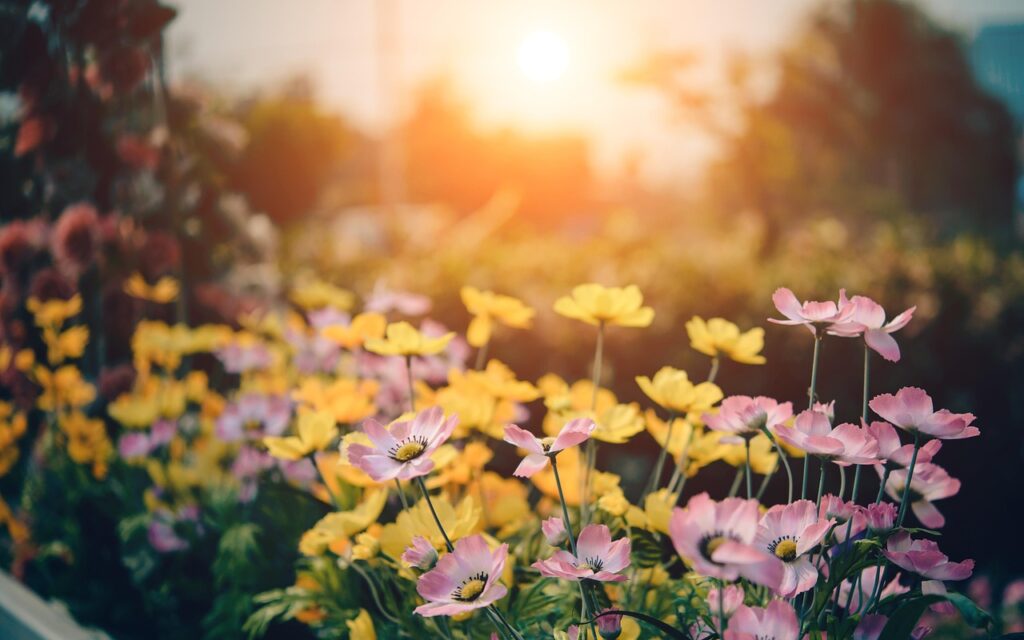 Sun-Loving Flowers: A Comprehensive List And Care Guide